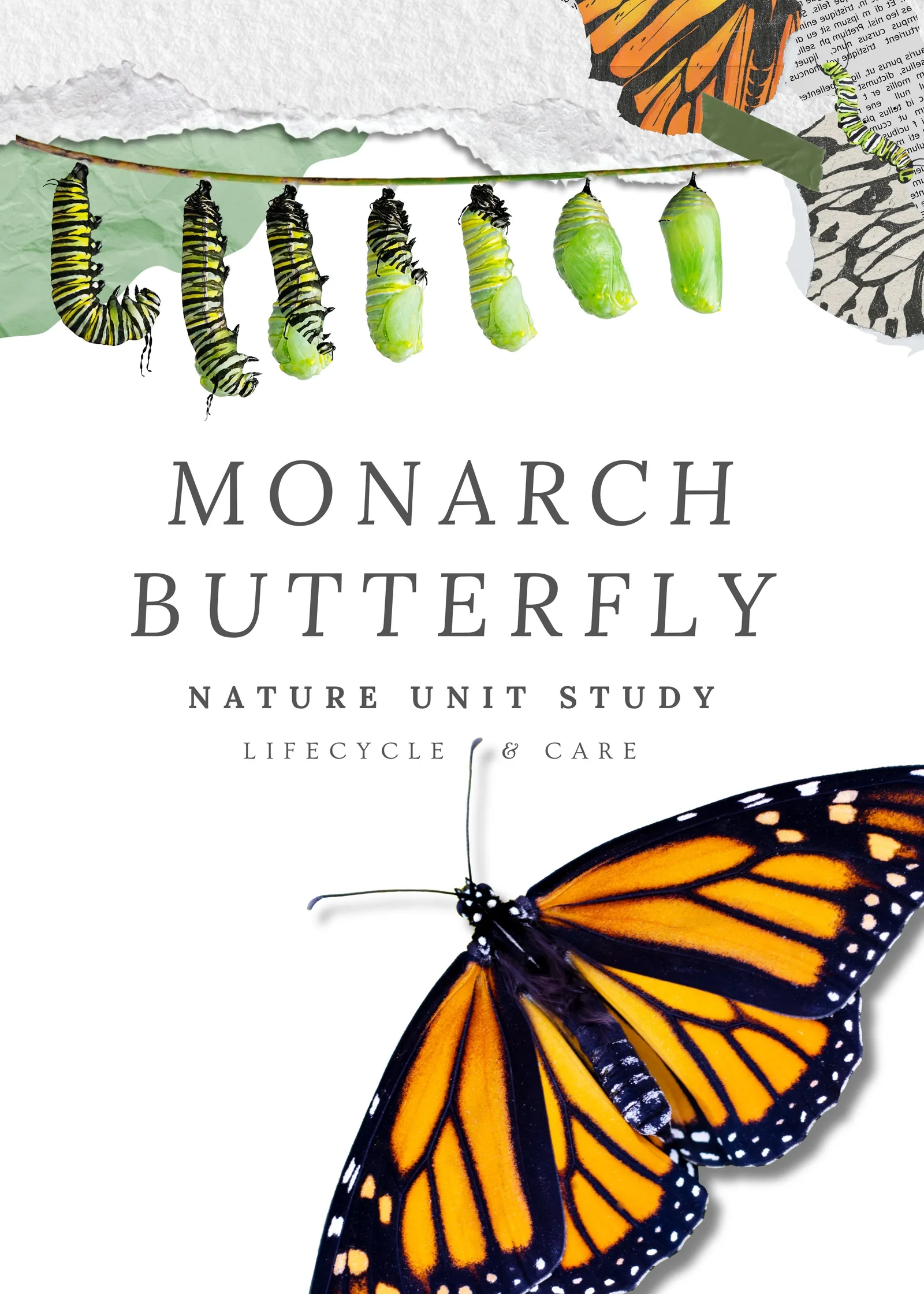 Butterfly Unit Study